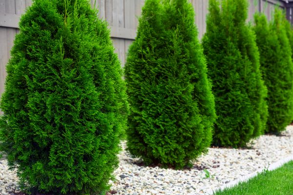 Arborvitae Planting in Saint Paul