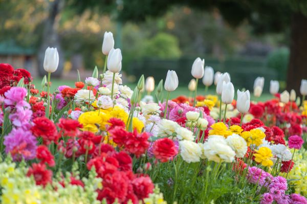 Gardening Service in Saint Paul