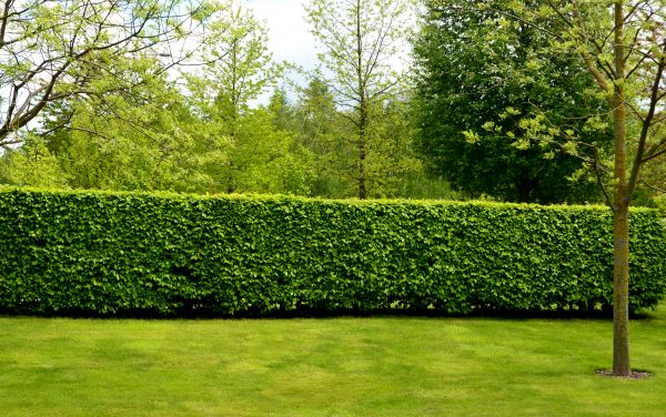 Hedge Planting in Saint Paul