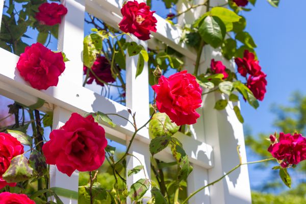 Home Gardening Service in Saint Paul