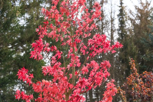 Japanese Maple Planting in Saint Paul