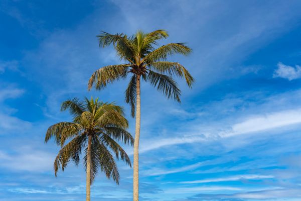 Palm Tree Planting in Saint Paul