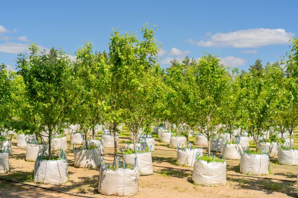 Tree Planting Service in Saint Paul