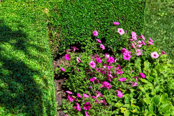 Softscaping Service in Saint Paul