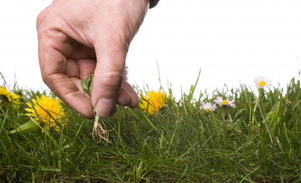 Lawn Weeding in Saint Paul