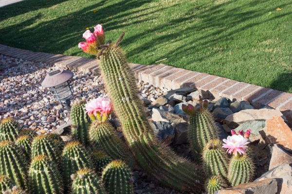 Desert Landscaping in Saint Paul