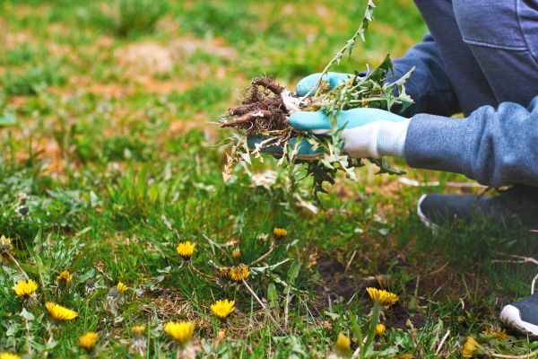 Flower Bed Clearing in Saint Paul