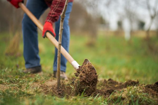 Trees Planting in Saint Paul