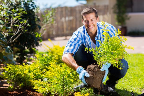 Shrub Landscaping in Saint Paul