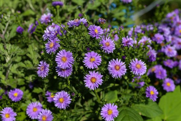 Perennial Flower Planting in Saint Paul