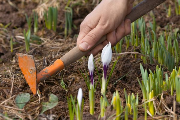 Flower Garden Weeding in Saint Paul