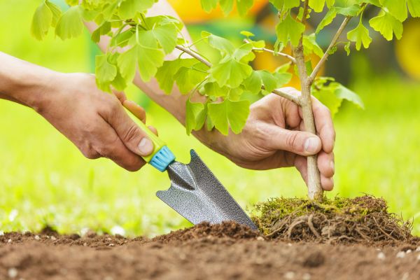 Fruit Tree Planting in Saint Paul