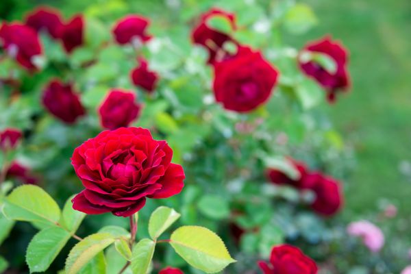 Rose Planting in Saint Paul