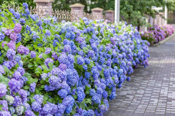 Hydrangea Landscaping in Saint Paul