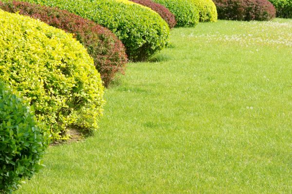 Shrubbery Planting in Saint Paul