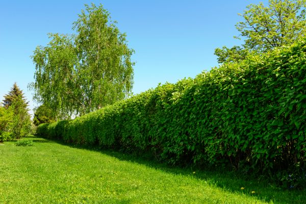 Hedge Replacement in Saint Paul
