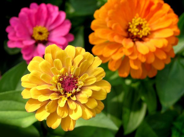 Zinnia Planting in Saint Paul