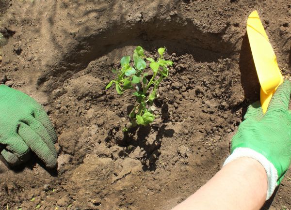 Rose Bush Planting in Saint Paul