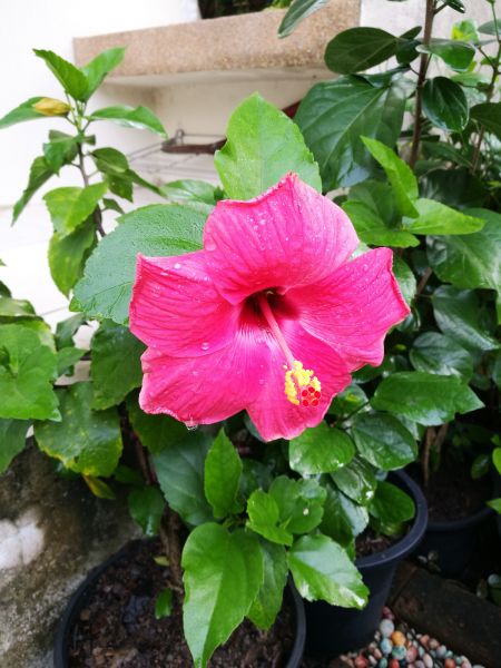 Hibiscus Planting in Saint Paul