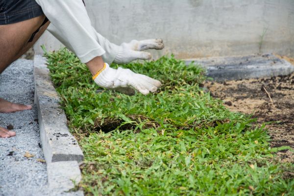 Ground Cover Planting in Saint Paul