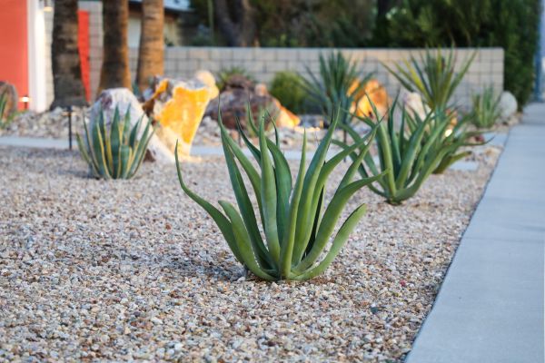Drought Resistant Landscaping in Saint Paul