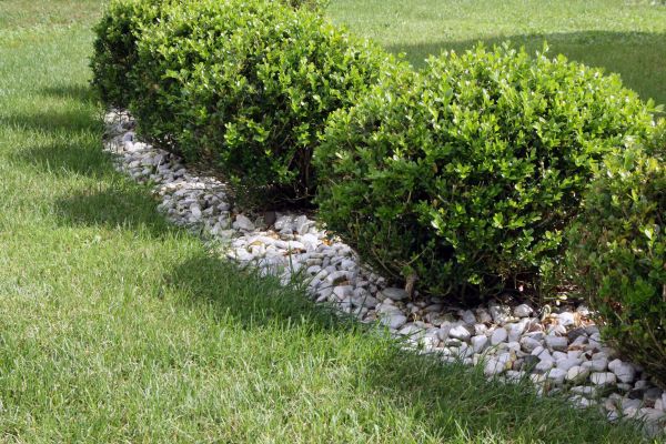 Boxwood Planting in Saint Paul
