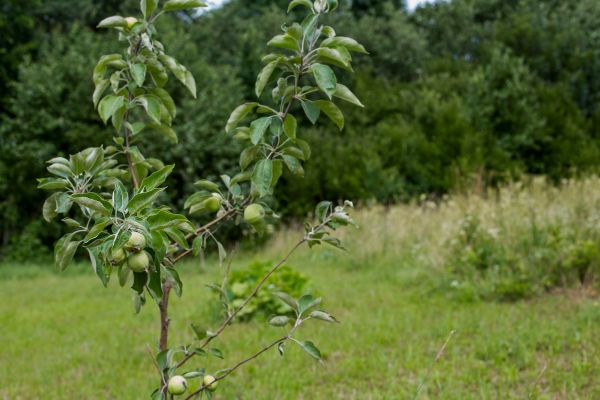 Apple Tree Planting in Saint Paul